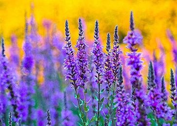 模拟经营类游戏《工业大亨4.0》将于8月23日开启公开测试 现已开放资格申请